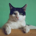 Sofás chaise longue antiarañazos. Estilo a prueba de mascotas.