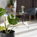 Uso de las plantas en la decoración interior
