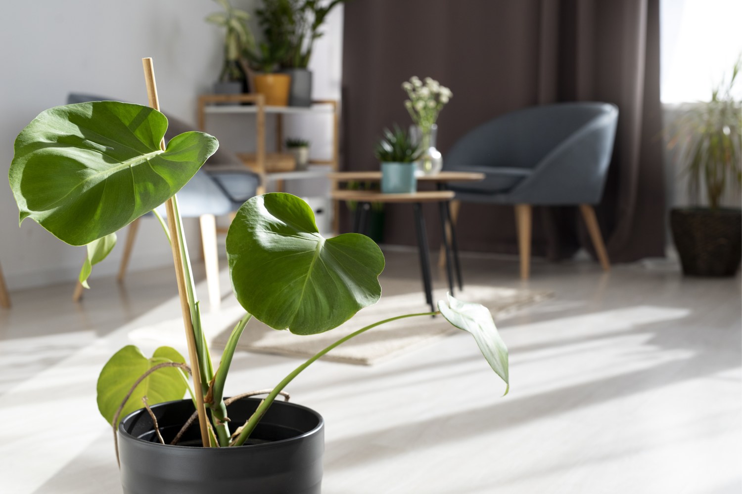 portada-plantas-decoracion-interior