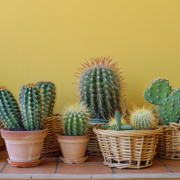 Uso de las plantas en la decoración interior 10 planta-cactus