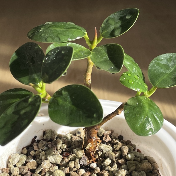 Uso de las plantas en la decoración interior 11 planta-pilea-peperomioides