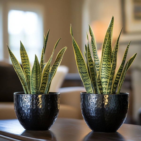 Uso de las plantas en la decoración interior 5 planta-sansevieria