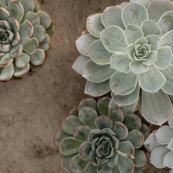 Uso de las plantas en la decoración interior 9 planta-suculentas
