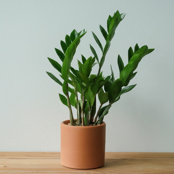Uso de las plantas en la decoración interior 7 planta-zamioculcas